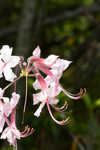 Pink azalea